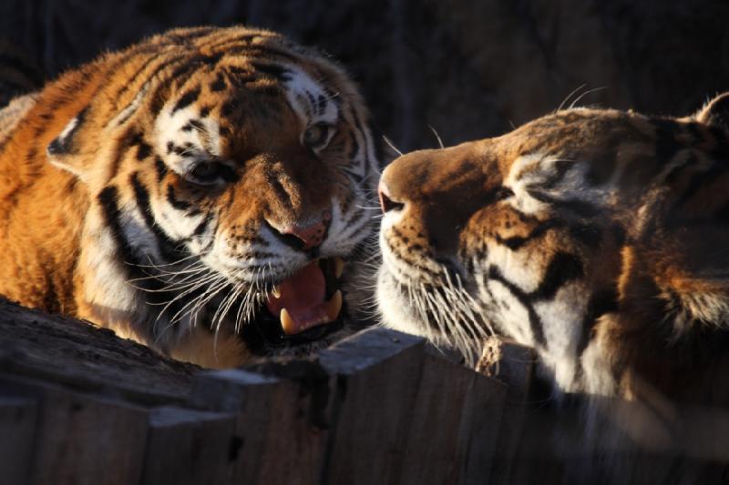 2011-01-23 16:41:54 ** Tiger, Utah, Zoo ** 