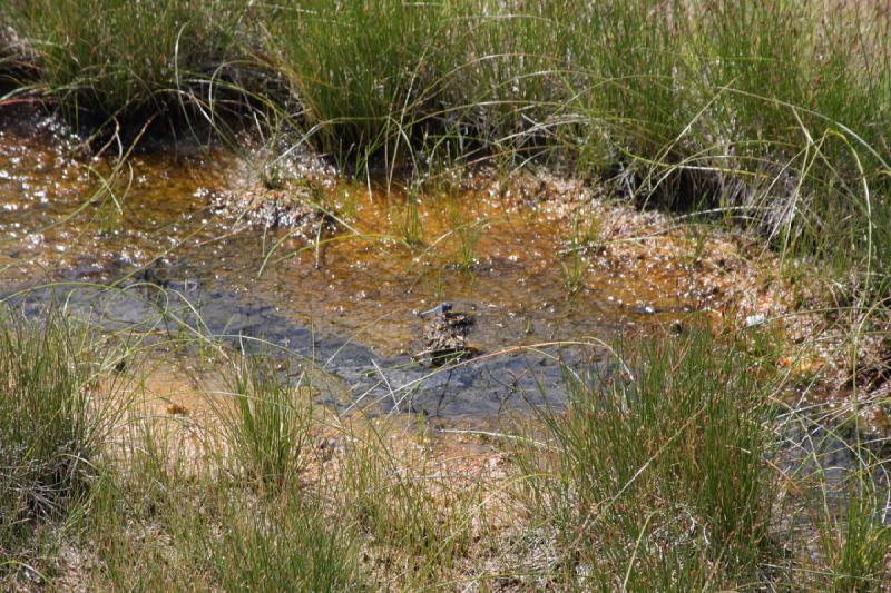 2008-08-15 12:14:27 ** Yellowstone National Park ** Even in this little drain towards the Firehole River bacteria left their colorful mark.