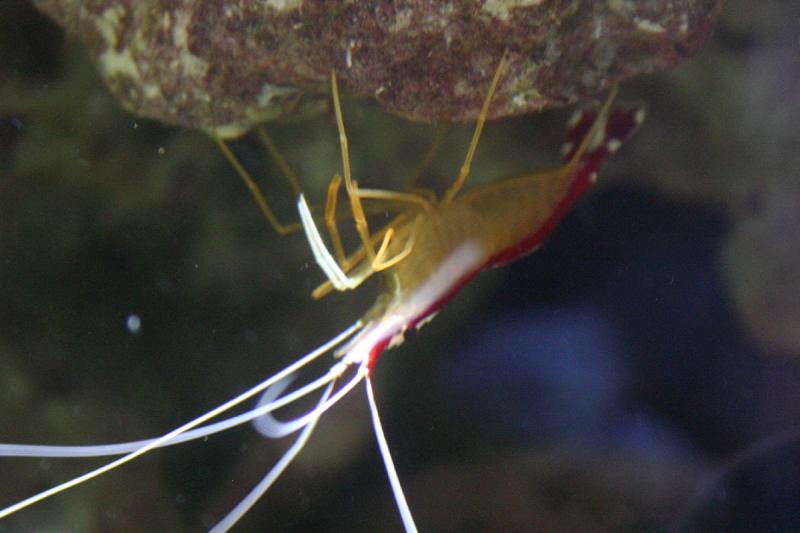 2005-08-25 14:29:03 ** Aquarium, Berlin, Germany, Zoo ** Some sort of prawn?