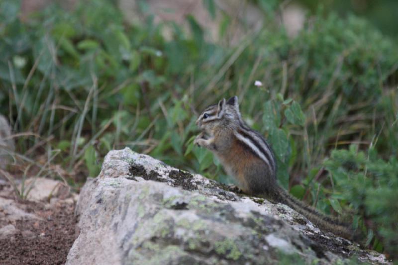 2009-08-02 15:21:04 ** Yellowstone National Park ** A chipmunk at the Gibbon Geyser Basin.