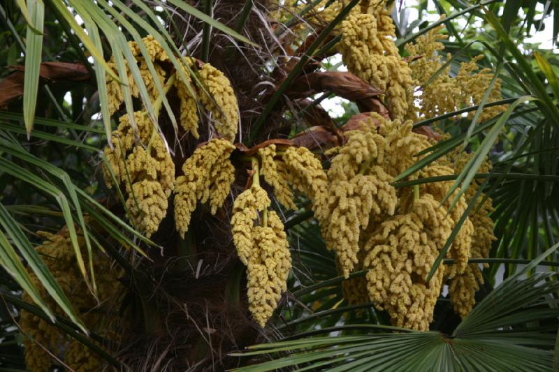 2005-05-05 11:50:57 ** Botanical Garden, Oregon, Portland ** Palm with flowers.