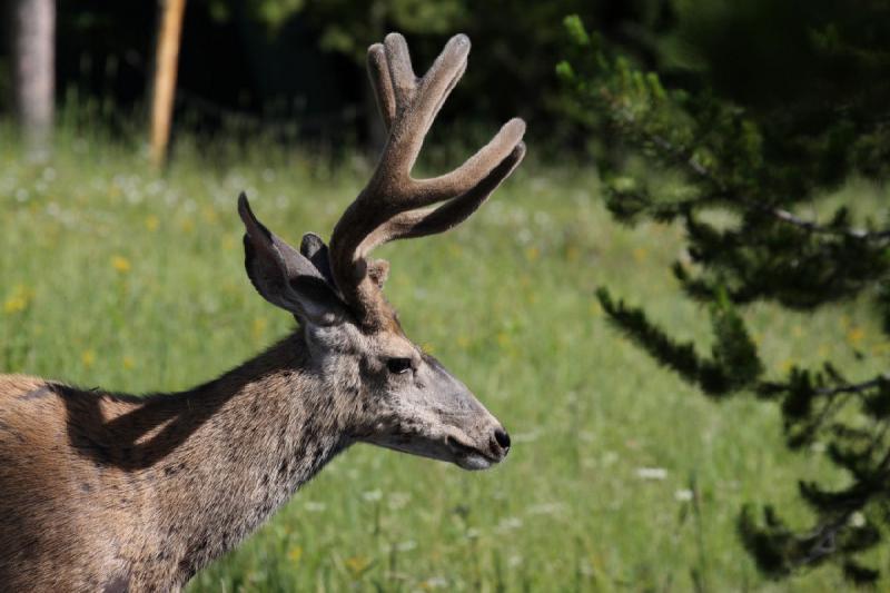 2009-08-05 09:01:30 ** Deer, Yellowstone National Park ** 