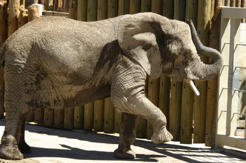 2007-06-18 11:40:32 ** Utah, Zoo ** Der Elefant wartet auf Futter.