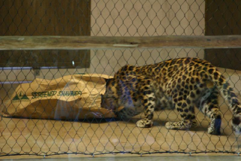 2007-06-18 10:41:52 ** Utah, Zoo ** Leopard arbeitet an der Tüte.