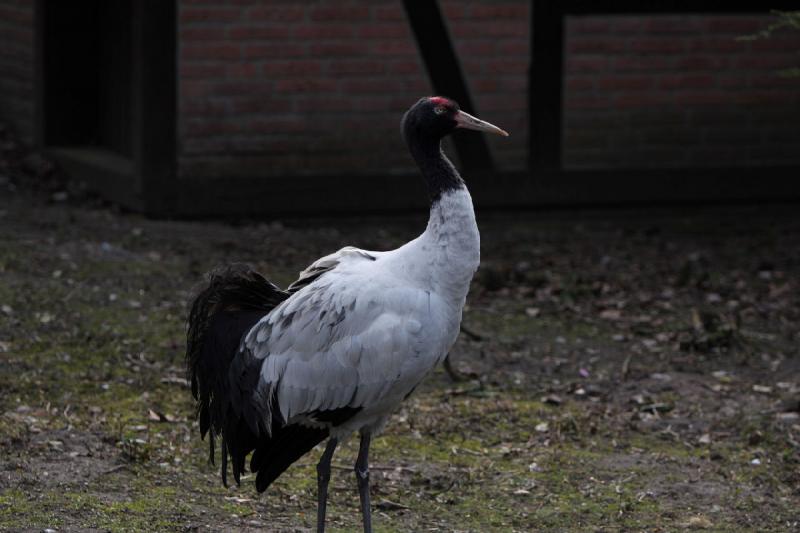 2010-04-13 15:46:09 ** Deutschland, Walsrode, Zoo ** 