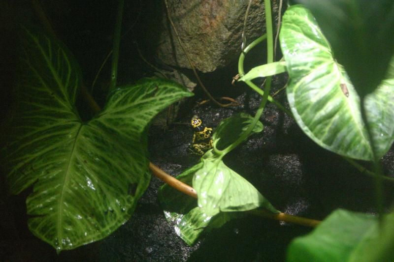 2005-08-25 15:14:08 ** Berlin, Germany, Zoo ** Frog.