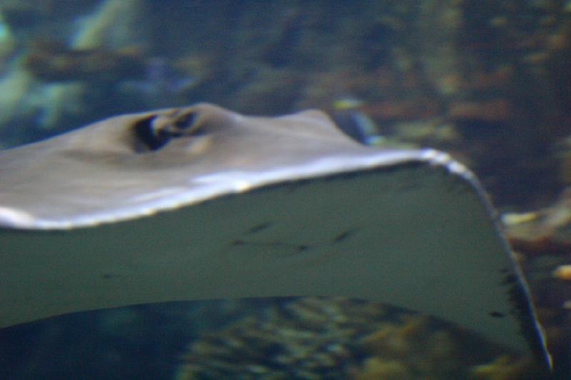 2007-10-13 12:47:56 ** Aquarium, California, Zoo ** Ray in a large aquarium. 2007-10-13 12:47:56 ** Aquarium, California, Zoo ** Ray in a large aquarium.