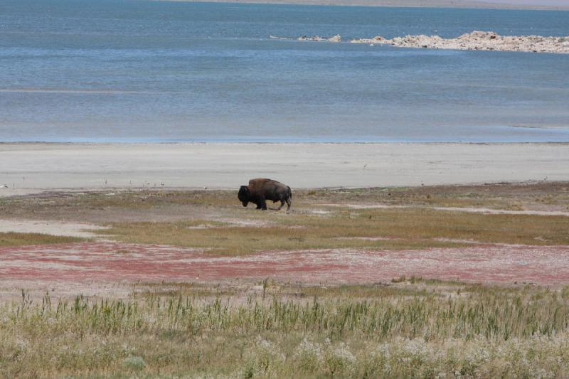 2012-06-11 11:56:33 ** Antelope Island, Bison, Utah ** 