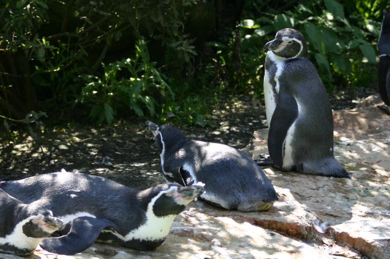 2005-08-24 15:14:10 ** Berlin, Germany, Zoo ** Humboldt Penguins.