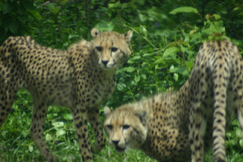 2005-05-07 15:23:44 ** Oregon, Roseburg, Zoo ** Cheetahs.