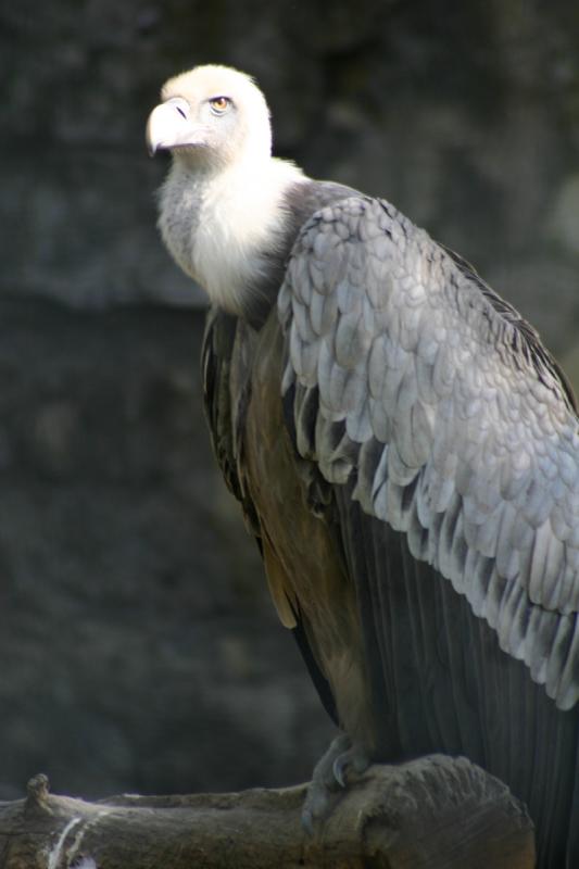 2005-08-24 15:58:26 ** Berlin, Deutschland, Zoo ** Gänsegeier.