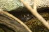 Ein "Amerikanischer Ochsenfrosch" ("Bullfrog") versteckt sich hier unter einem Stein.