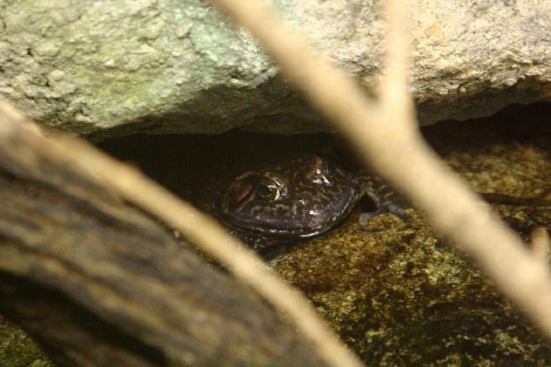 2006-06-17 15:56:56 ** Botanischer Garten, Tucson ** Ein 'Amerikanischer Ochsenfrosch' ('Bullfrog') versteckt sich hier unter einem Stein.