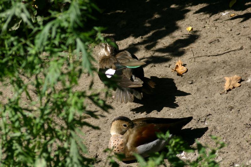 2005-08-24 15:10:04 ** Berlin, Germany, Zoo ** Whether these ducks are part of the zoo or if they just like being there I don't know.