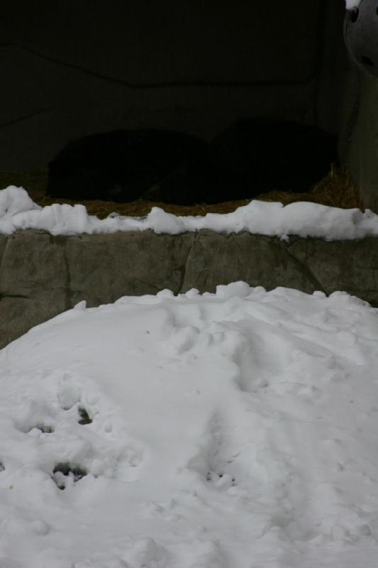 2007-12-09 15:40:50 ** Utah, Zoo ** Schwierig zu sehen, aber hier sind zwei Bären im Winterschlaf.