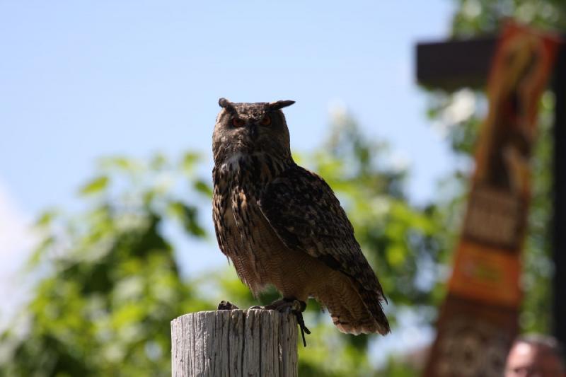 2011-07-15 15:16:04 ** Utah, Zoo ** 