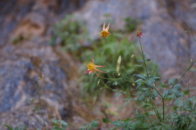 2011-05-29 09:40:43 ** Utah, Zion Nationalpark ** 