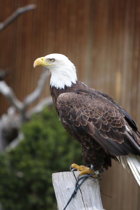 2011-05-07 11:23:27 ** Utah, Weißkopfseeadler, Zoo ** 