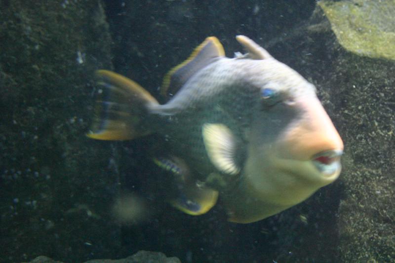 2005-08-25 14:25:25 ** Aquarium, Berlin, Deutschland, Zoo ** Papageienfisch.