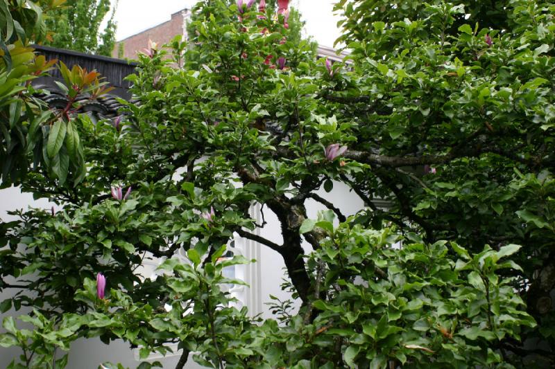 2005-05-05 11:48:29 ** Botanical Garden, Oregon, Portland ** Tulip tree.