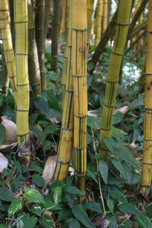 2011-11-27 10:56:01 ** Botanischer Garten, Hawaiʻi, Kauaʻi ** 