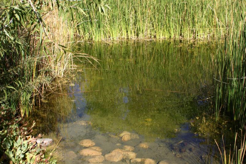 2007-10-27 13:57:12 ** Botanischer Garten, Phoenix ** Auch in der Wüste gibt es ab und zu Wasser. In dem Teich waren viele Kualquappen zu sehen.