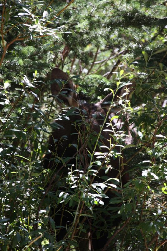 2010-08-21 11:11:26 ** Moose, Uinta Mountains ** 