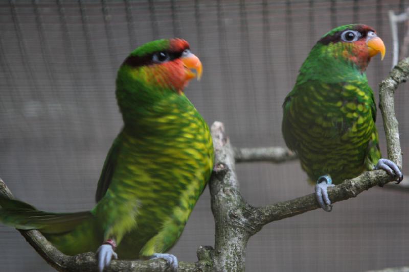 2010-04-13 17:09:51 ** Deutschland, Walsrode, Zoo ** 