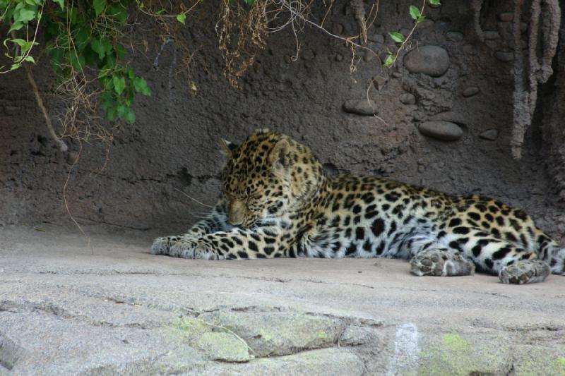 2007-05-06 16:12:46 ** Utah, Zoo ** Leopard.