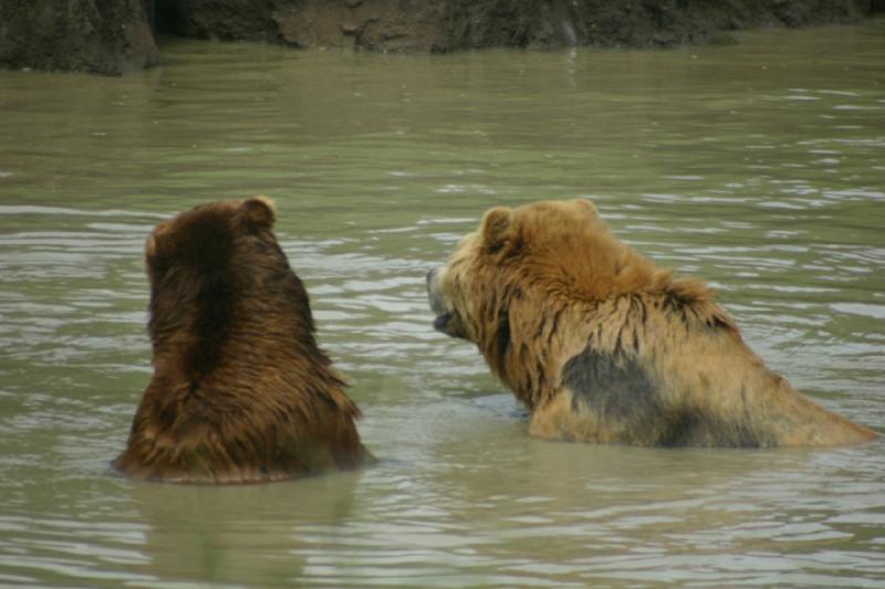 2005-05-07 14:36:35 ** Oregon, Roseburg, Zoo ** Bears.