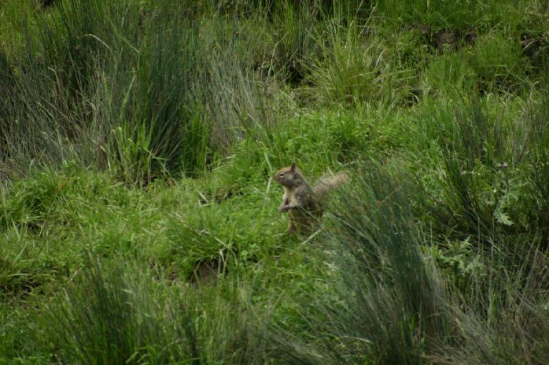 2005-05-07 14:50:46 ** Oregon, Roseburg, Zoo ** Squirrel.