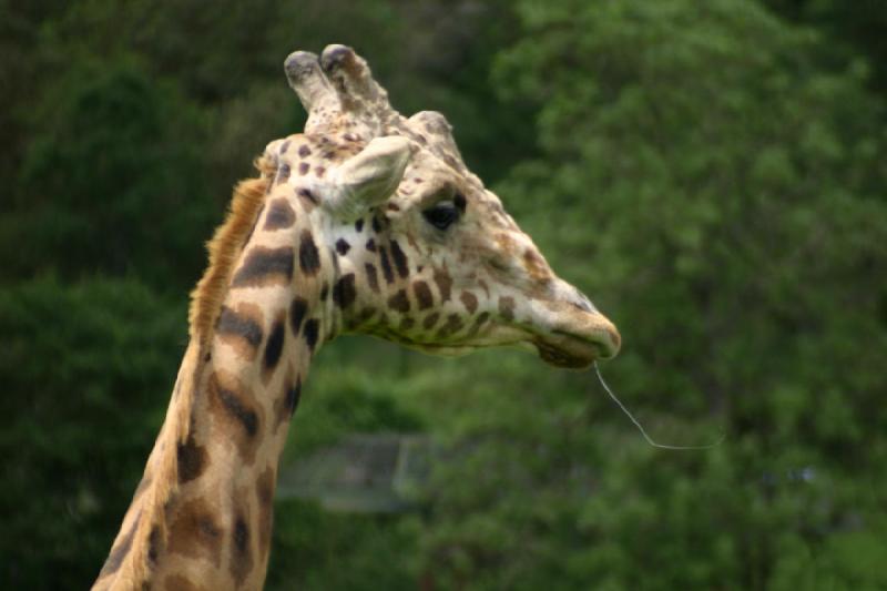 2005-05-07 14:19:05 ** Oregon, Roseburg, Zoo ** Slobbering giraffe.