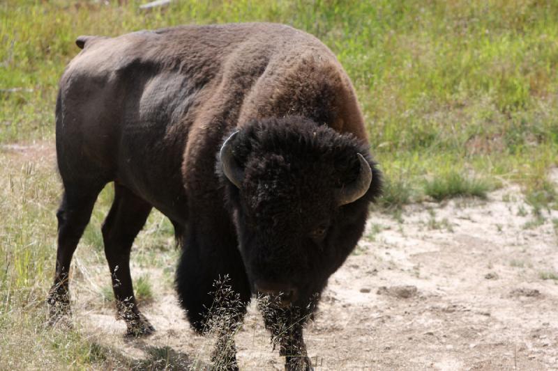 2009-08-05 09:35:28 ** Bison, Yellowstone National Park ** 