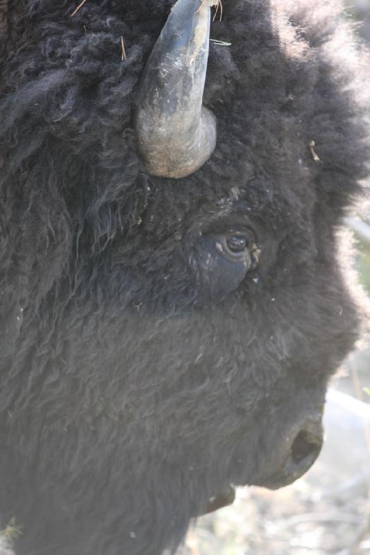 2008-08-15 17:29:00 ** Bison, Yellowstone National Park ** 