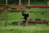 This monkey probably does not get bored having a playground like that.