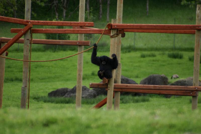 2005-05-07 15:08:02 ** Oregon, Roseburg, Zoo ** This monkey probably does not get bored having a playground like that.