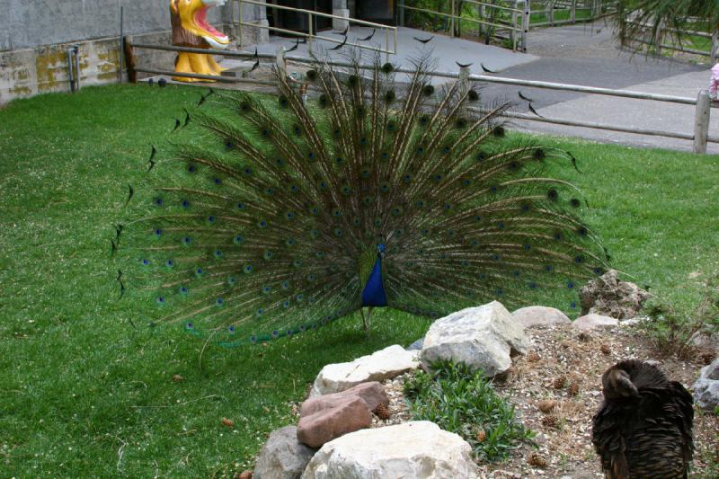 2007-05-06 16:35:28 ** Utah, Zoo ** Pfau.