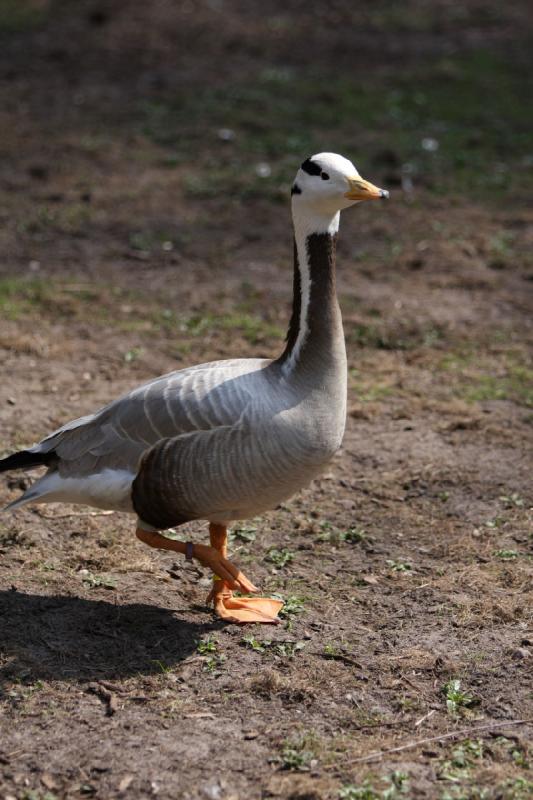 2010-04-13 13:19:03 ** Deutschland, Walsrode, Zoo ** 