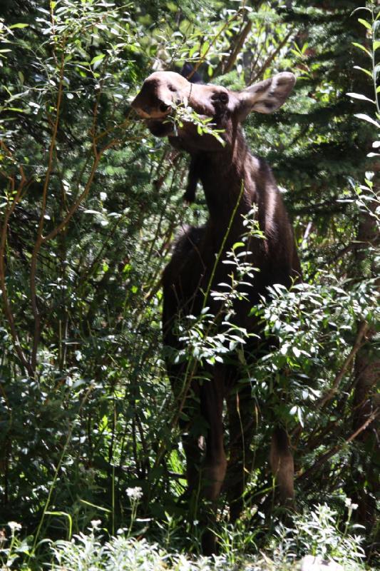 2010-08-21 11:17:47 ** Moose, Uinta Mountains ** 