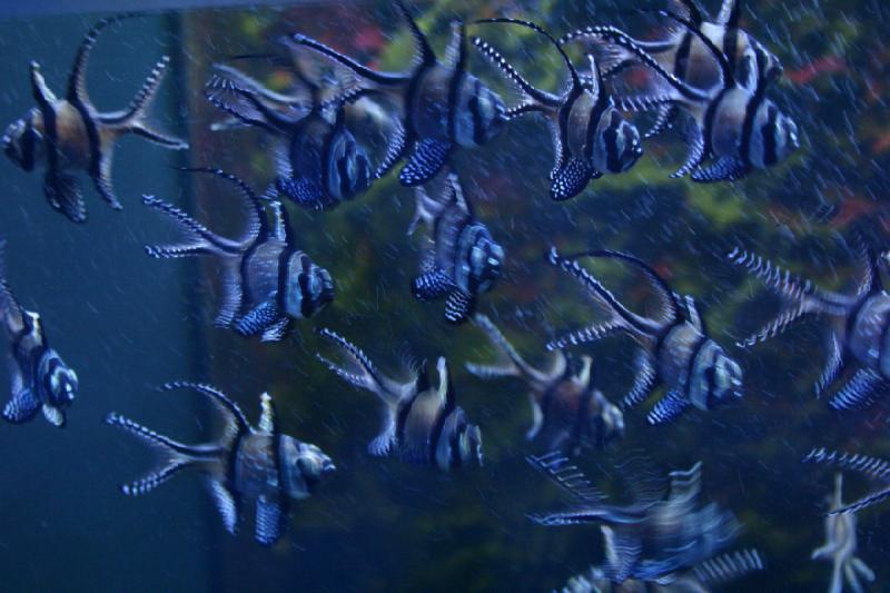 2006-11-29 13:38:40 ** Aquarium, Berlin, Deutschland, Zoo ** Diese Fische haben wie von selbst geleuchtet.