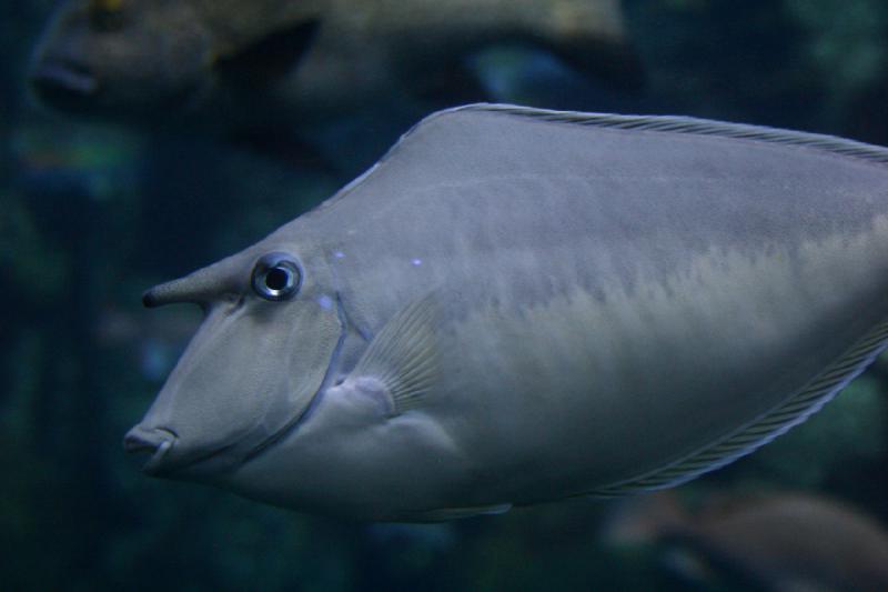 2007-10-13 13:11:22 ** Aquarium, Kalifornien, Zoo ** Nasendoktorfisch.