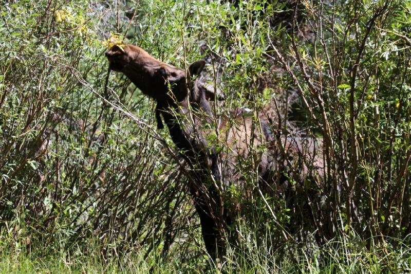 2010-08-21 11:02:21 ** Moose, Uinta Mountains ** 