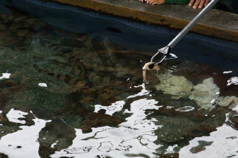 2007-10-13 11:06:10 ** Aquarium, California, Zoo ** The sharks are fed with little squid. 2007-10-13 11:06:10 ** Aquarium, California, Zoo ** The sharks are fed with little squid.