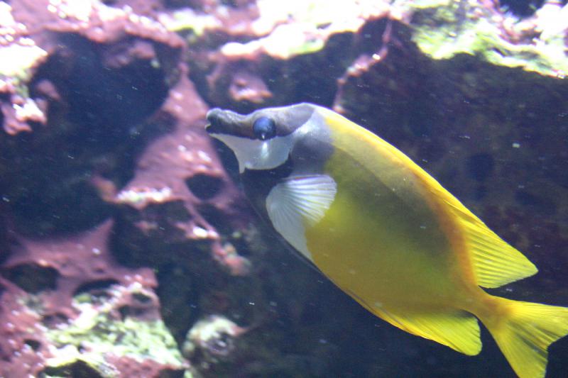 2005-08-25 14:23:03 ** Aquarium, Berlin, Deutschland, Zoo ** Bunter Fisch mit Korallen im Hintergrund.