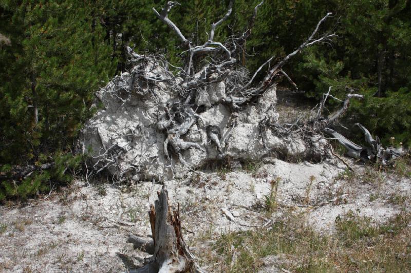 2008-08-15 12:09:17 ** Yellowstone National Park ** Uprooted tree.