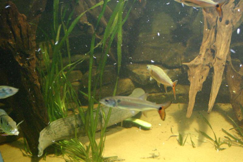 2005-08-25 13:54:49 ** Aquarium, Berlin, Germany, Zoo ** Fresh water tank.