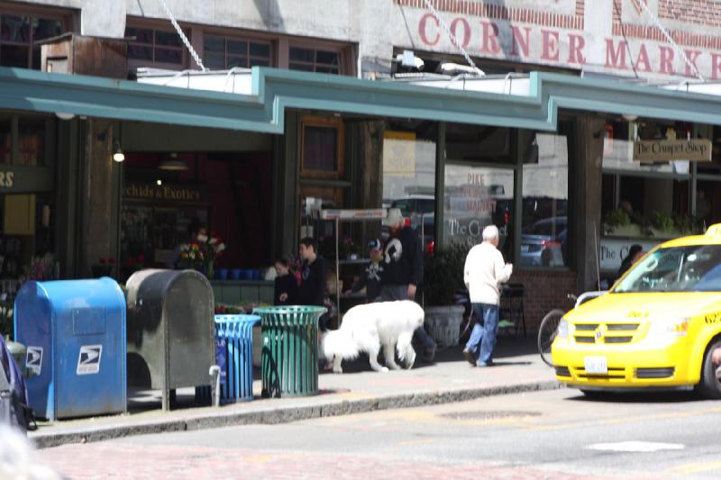 2012-06-15 11:30:32 ** Seattle ** Dieser weiße Hund hatte in etwa die Größe eines Eisbären.