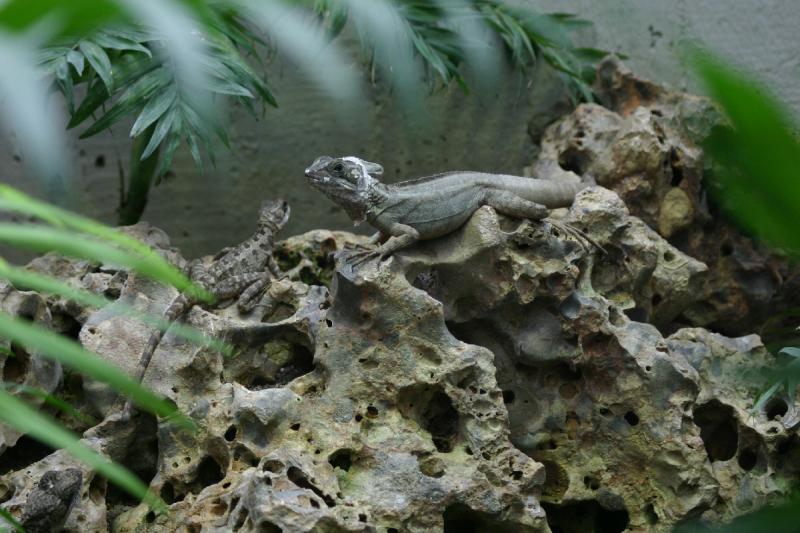 2005-08-25 14:52:42 ** Berlin, Germany, Zoo ** Lizards.