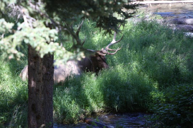 2008-08-16 14:11:21 ** Elk, Yellowstone National Park ** 