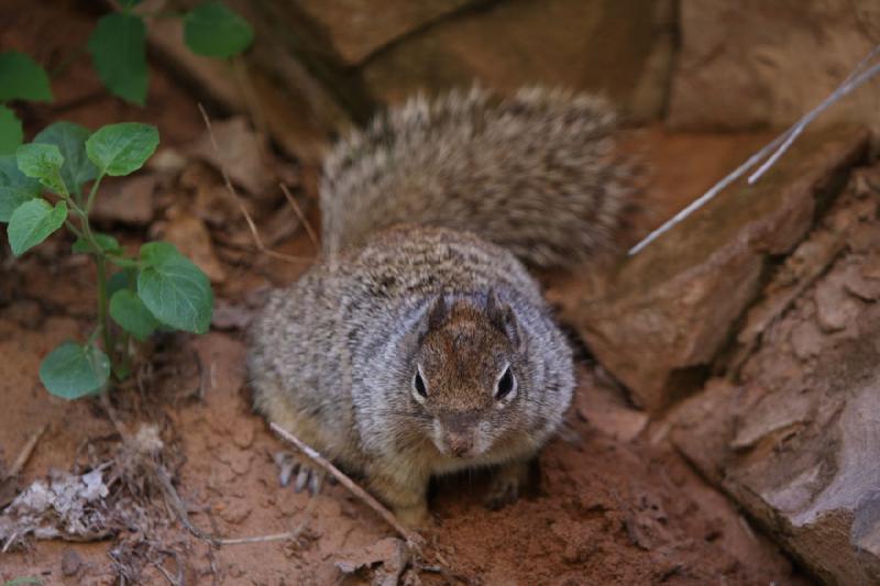 2011-05-29 09:54:25 ** Utah, Zion Nationalpark ** 